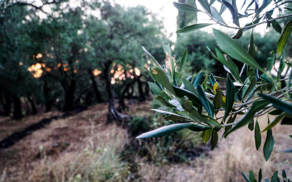 Άνω των 200.000 τόνων η παραγωγή πράσινης ελιάς Χαλκιδικής