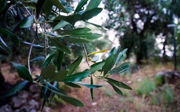Θεσσαλονίκη: Ξεκινά την Δευτέρα η συγκομιδή ελιάς από τα ελαιόδεντρα του δήμου Θεσσαλονίκη: Ξεκινά την Δευτέρα η συγκομιδή ελιάς από τα ελαιόδεντρα του δήμου