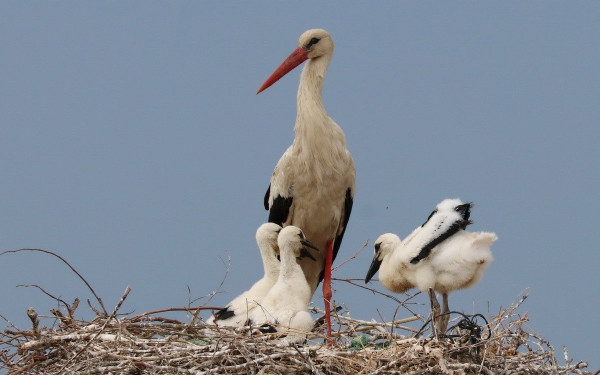 Περισσότερα πελαργάκια γεννήθηκαν φέτος στους οικισμούς του Εθνικού Πάρκου Δέλτα Αξιού