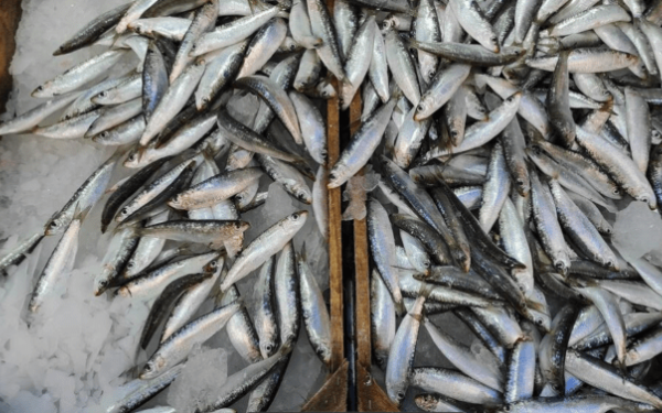 Λέσβος: Κατατίθεται ο φάκελος για να χαρακτηριστεί ΠΟΠ προϊόν η σαρδέλα Καλλονής