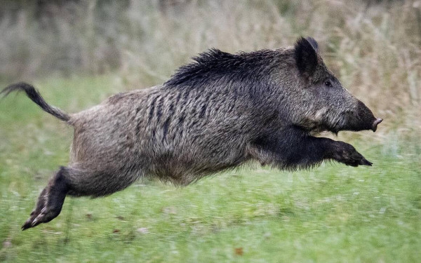Βέροια: Σοβαρός τραυματισμός κυνηγού που δέχτηκε επίθεση από αγριογούρουνο 