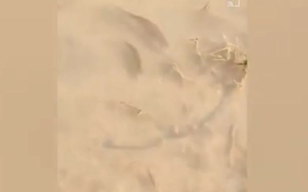 Απίστευτες εικόνες στη Λάρισα: Ψάρια κολυμπούν στα πεζοδρόμια της Γιάννουλης (βίντεο)