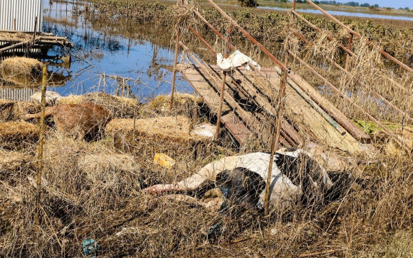 Καταγγελία για τον ΕΛΓΑ: Φέρεται να ζητά πίσω τις αποζημιώσεις από τον Daniel - Σε απόγνωση οι κτηνοτρόφοι της Θεσσαλίας (βίντεο)