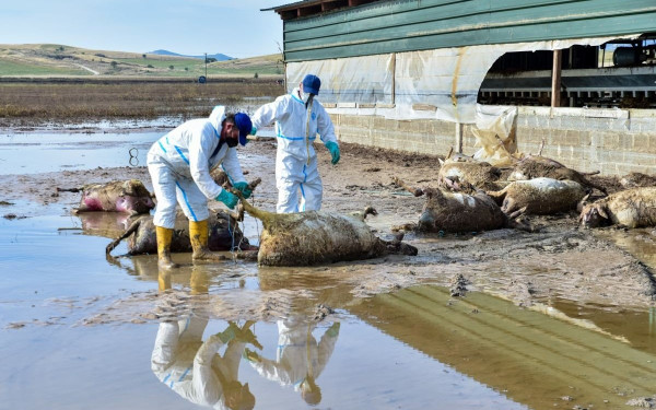 Επιμένει στη γραφειοκρατία η ΑΑΔΕ μετά τα εκκαθαριστικά του ΕΝΦΙΑ που έστειλε σε πλημμυροπαθείς της Λάρισας