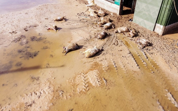 Θεσσαλία: 70.935 νεκρά αιγοπρόβατα - Σειρά επαφών Λ. Αυγενάκη αύριο στις Βρυξέλλες για την παροχή βοήθειας στη χώρα μας