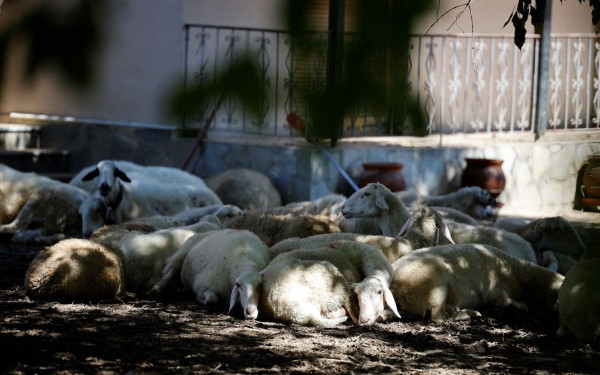 Θεσσαλία: Σοκαριστικές εικόνες με τα νεκρά ζώα να σχηματίζουν στοίβες - Δείτε βίντεο
