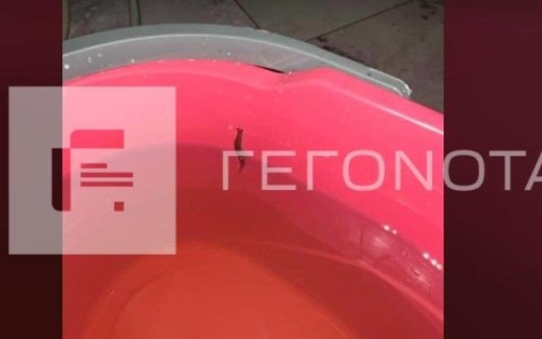 Βγήκαν σαλιγκάρια από βρύσες στο Βόλο (φωτ.)