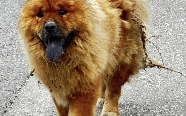 Φρίκη στα Χανιά: Έριξαν καυστικό υγρό στην πλάτη ενός αδέσποτου σκύλου (σκληρές εικόνες)