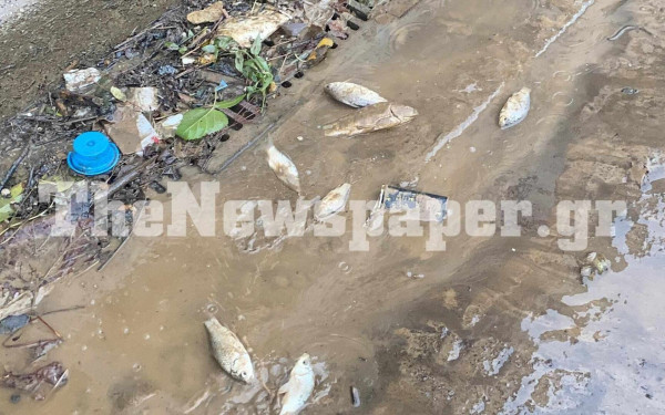 Ψάρια σπαρταράνε στους δρόμους της Νεάπολης Βόλου (βίντεο, φωτ.)