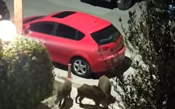 Θεσσαλονίκη: Αγριογούρουνα «βγήκαν παγανιά» στα Κωνσταντινουπολίτικα (βίντεο)