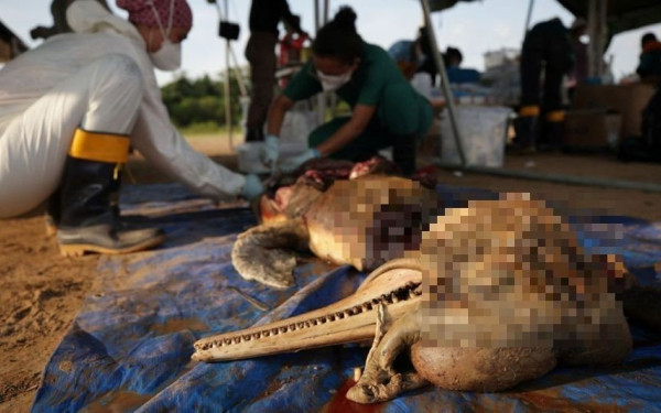 Θλίψη στη Βραζιλία: 120 δελφίνια νεκρά σε παραπόταμο του Αμαζόνιου (βίντεο)