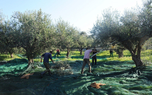 Ώρα μηδέν για την ελιά Χαλκιδικής: Καύσωνες, λειψυδρία και ακριβά εργατικά χέρια «γονατίζουν» τους παραγωγούς