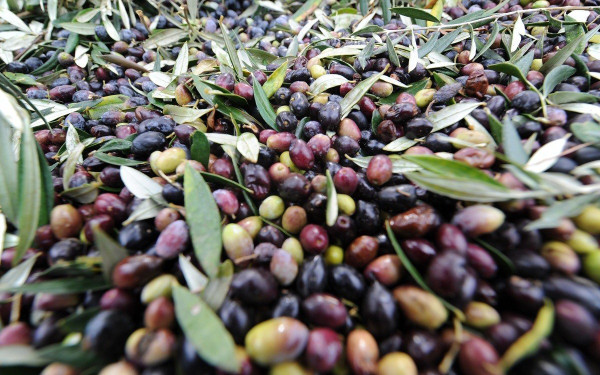 Γαργαλιάνοι Μεσσηνίας: Αγρότης επικήρυξε με 1.000 ευρώ αυτούς που του έκλεψαν 36 τσουβάλια με ελιές (βίντεο)