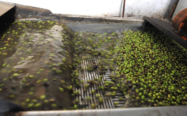 Χαλκιδική: Ανατροπή με την κλοπή 80 τόνων λαδιού - Στο στόχαστρο ο αγροτικός συνεταιρισμός