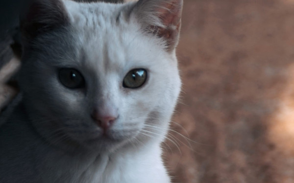 Θεσσαλονίκη: Οργή και αποτροπιασμός για τον βασανισμό και τη θανάτωση γάτας στην Καλαμαριά