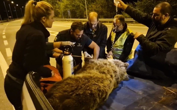 Κοζάνη: Ολονύχτια επιχείρηση για τη διάσωση αρκούδας - Τη χτύπησε αυτοκίνητο (βίντεο)