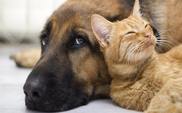 Κρήτη: Είχε 77 γάτες και 10 σκύλους σε κλουβιά - Πάνω από 199.000 ευρώ πρόστιμο