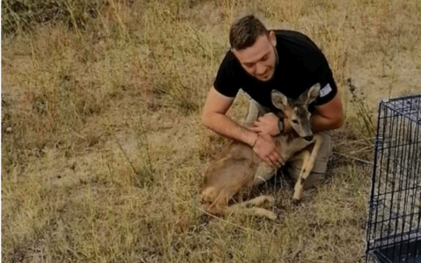 Έβρος: Απελευθέρωσαν ζαρκάδι στο δασαρχείο Διδυμοτείχου  Έβρος: Απελευθέρωσαν ζαρκάδι στο δασαρχείο Διδυμοτείχου