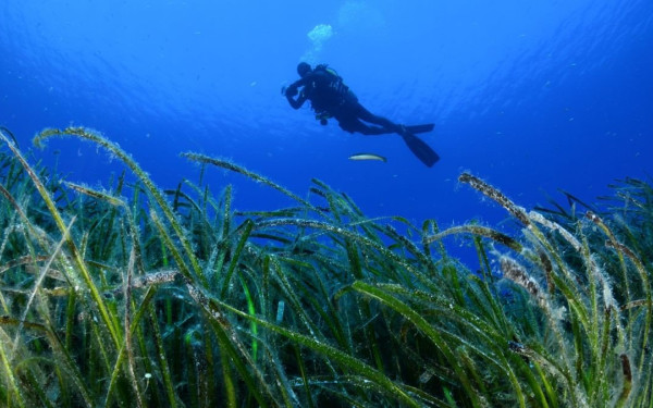 ΠΑΣΟΚ-ΚΙΝΑΛ: Τα θαλάσσια πάρκα απαιτούν πράξεις, σαφές χρονοδιάγραμμα και πολιτική βούληση ΠΑΣΟΚ-ΚΙΝΑΛ: Τα θαλάσσια πάρκα απαιτούν πράξεις, σαφές χρονοδιάγραμμα και πολιτική βούληση