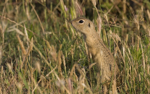 Θεσσαλονίκη: Αποικίες μέσα στο Δέλτα Αξιού σε τέσσερα σημεία έχει κάνει ο λαγόγυρος
