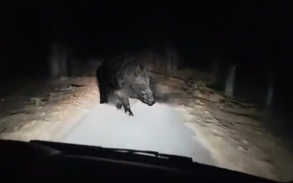 Λάρισα: ΙΧ συγκρούστηκε με κοπάδι 15 αγριογούρουνων (φωτ.)