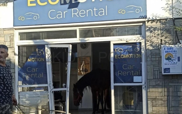 Χαλκιδική: Άλογο έκανε... επέλαση σε κατάστημα στη Νικήτη και τα έκανε γυαλιά-καρφιά (βίντεο) 