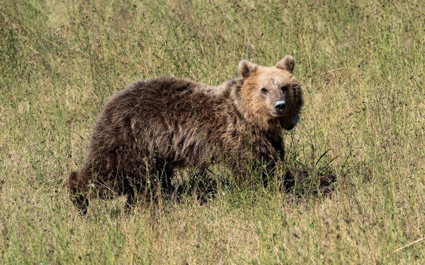 Γρεβενά: Αρκούδα έκανε βόλτες σε αυλή σπιτιού (βίντεο)