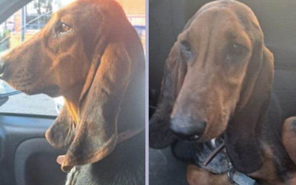 Φρίκη στην Κέρκυρα: Κυνηγός έκανε ηλεκτροσόκ στο σκυλί του για το «εκπαιδεύσει»