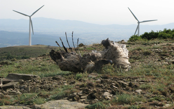 Έβρος, Ροδόπη: 9 οργανώσεις ζητούν τη λήψη άμεσων μέτρων για την προστασία των πουλιών και των οικοσυστημάτων