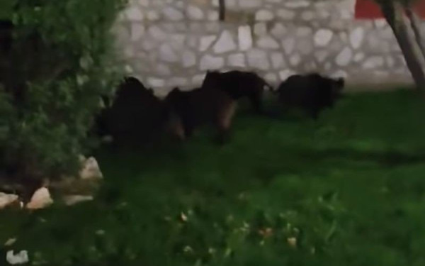 Θεσσαλονίκη: Βγήκαν για… βόλτα τα αγριογούρουνα στην Πυλαία (βίντεο)