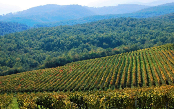 Το Εμβληματικό Οινοποιείο Μπουτάρη στη Σαντορίνη περνάει στο ΚΤΗΜΑ ΑΛΦΑ