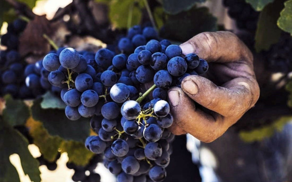 Ευρωπαϊκό Συνέδριο για τα «Οινοπέδια των Λιμνών» στο Αμύνταιο Φλώρινας