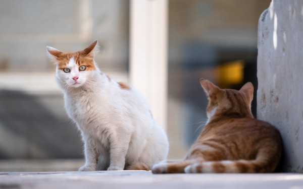 Θεσσαλονίκη: Δηλητηρίασαν 16 γάτες στην Άνω Τούμπα - Αποφασισμένος να βρει τους δράστες ο Δήμος