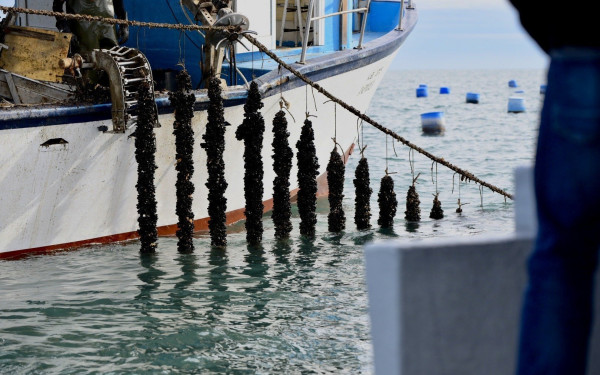 Θεσσαλονίκη: :Στήριξη ζητούν οι οστρακοκαλλιεργητές στον Θερμαϊκό Κόλπο