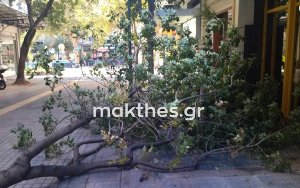 Θεσσαλονίκη: Πτώσεις δέντρων και αποκολλήσεις πινακίδων από τη μανία των μποφόρ (βίντεο & φωτ.)
