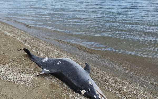 Θεσσαλονίκη: Νεκρό δελφίνι ξεβράστηκε στον δήμο Θερμαϊκού (φωτ.)