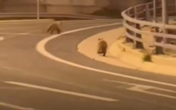 Μέτσοβο: Αρκουδάκια τρέχουν στη μέση της Εγνατίας Οδού - Δείτε βίντεο