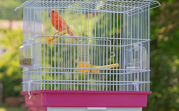 Θεσσαλονίκη: Θρασύτατος ληστής έκλεψε μέχρι και τα ωδικά πτηνά με τα κλουβιά