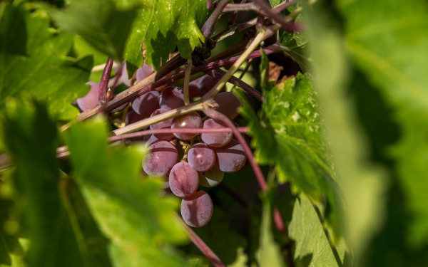 Οι συνέπειες της κλιματικής κρίσης στην καλλιέργεια Crimson
