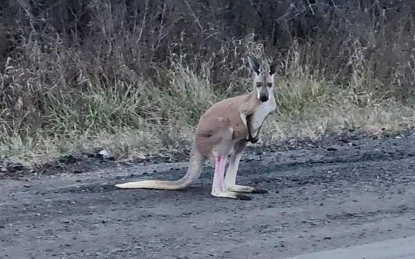 Καγκουρό το έσκασε από τον ζωολογικό κήπο στον Καναδά και έδωσε μπουνιά σε αστυνομικό (βίντεο)