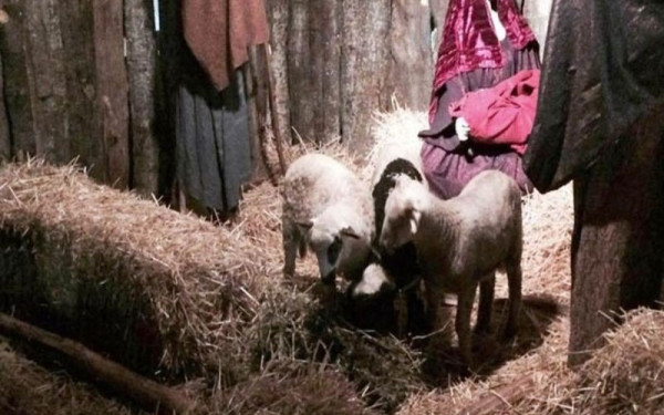 Βόλος: Παρέμβαση εισαγγελέα για τα ζώα στην φάτνη του Δήμου στον Άγιο Νικόλαο