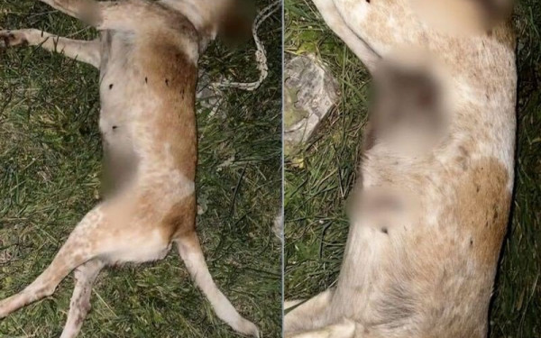 Βόλος: Νέο περιστατικό βασανισμού ζώου - Αδέσποτη σκυλίτσα βρέθηκε νεκρή από πυροβολισμό (φωτ.)