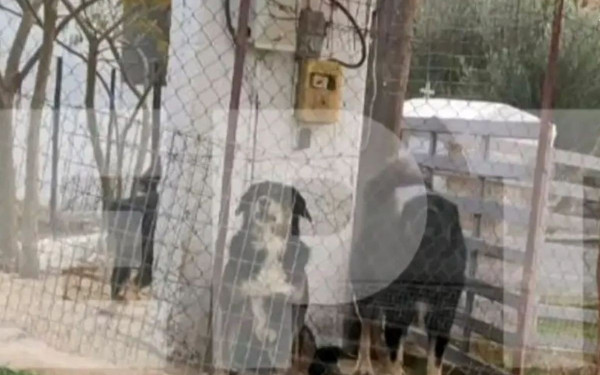 Νεοχωρούδα: Ο ιδιοκτήτης των σκυλιών είχε κατηγορηθεί τρεις φορές για απόπειρα βιασμού (βίντεο)