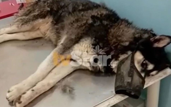 Αράχωβα: Κατεπείγουσα εισαγγελική έρευνα για την υπόθεση του Όλιβερ