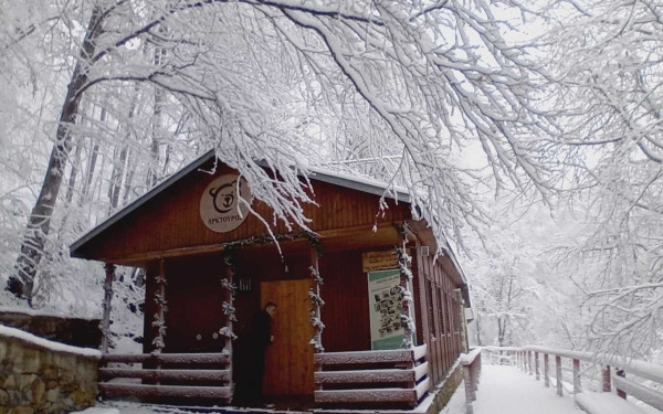 Νυμφαίο: Για πρώτη φορά οι αρκούδες έπεσαν τόσο νωρίς σε χειμερία νάρκη 