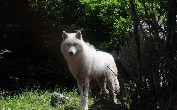 Θεσσαλονίκη: Άνθρωποι και μεγάλα σαρκοφάγα μπορούν αν συνυπάρξουν αλλά με... συμβιβασμούς