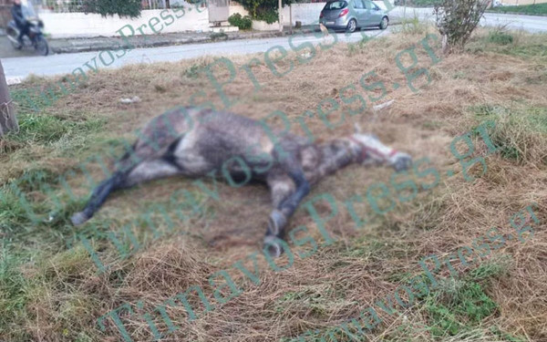 Τύρναβος: Ξεψύχησε άλογο που ήταν δεμένο με αλυσίδα σε κολώνα της ΔΕΗ (βίντεο, φωτ.)