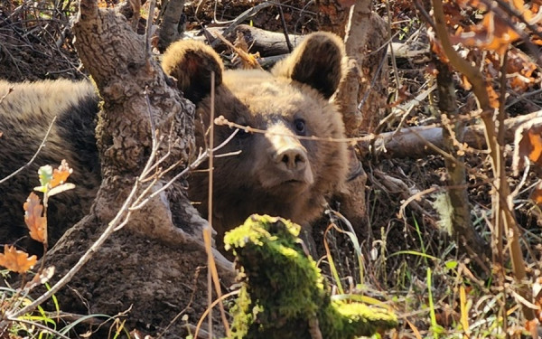 Ελληνοαλβανική συνεργασία για την απελευθέρωση παγιδευμένης αρκούδας (βίντεο & φωτ.)