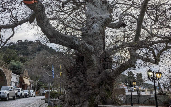 Κρήτη: Κατέρρευσε τμήμα του ιστορικού πλάτανου στο Κράσι