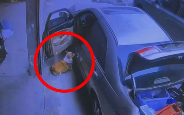 Επικό βίντεο: Σκύλος μπαίνει στη θέση του οδηγού, παίρνει το αμάξι και... φεύγει